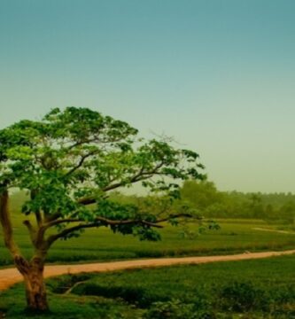 Lời Bài Hát "Tình Quê"