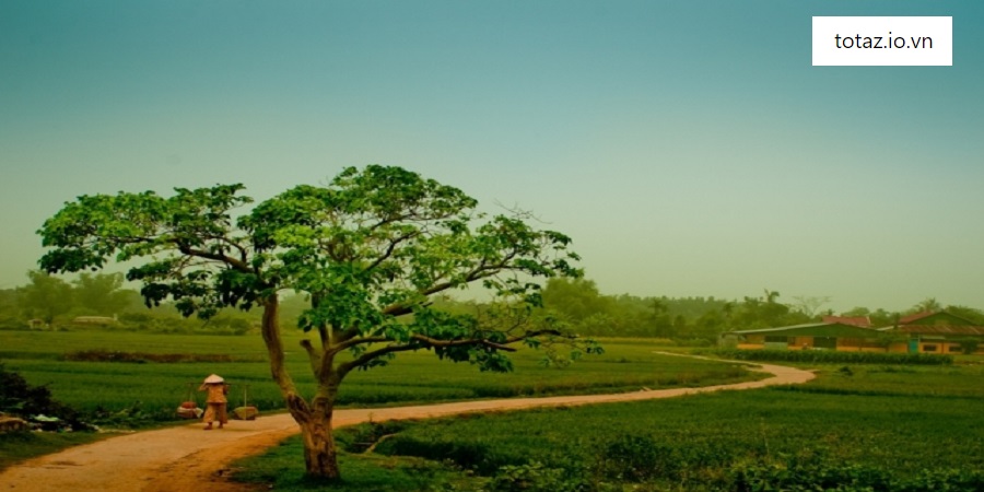 Lời Bài Hát "Tình Quê"