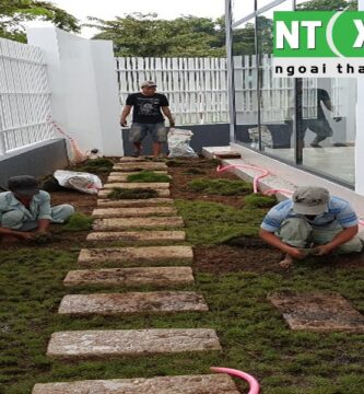 Giới Thiệu Dịch Vụ Trồng Cỏ Sân Vườn Tại Quận 3 TP.HCM