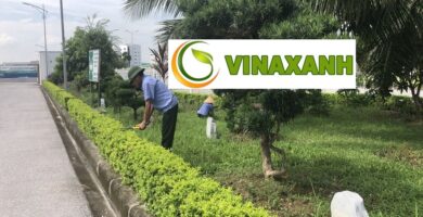 Chăm Sóc Cây Xanh Tại TP.HCM