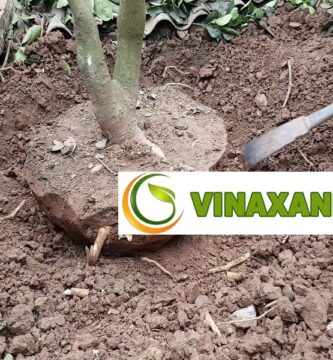 Giới Thiệu Dịch Vụ Bứng Cây Tại TP.HCM