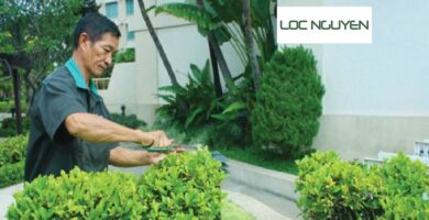 Dịch Vụ Chăm Sóc Cây Cảnh Long An