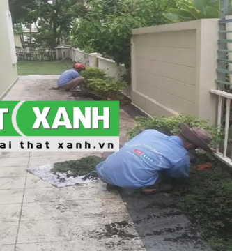 Giới Thiệu Dịch Vụ Trồng Cây Xanh Tại Long An