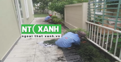 Giới Thiệu Dịch Vụ Trồng Cây Xanh Tại Long An