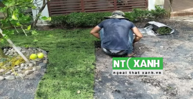 Giới Thiệu Dịch Vụ Trồng Cỏ Sân Vườn Tại Tân Phú TP.HCM