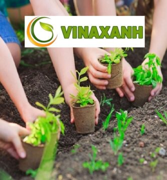 Dịch Vụ Trồng cây xanh tại TP.HCM