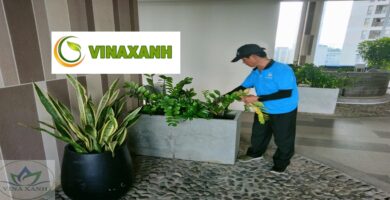 Chăm sóc cây xanh tại quận 3 TP.HCM