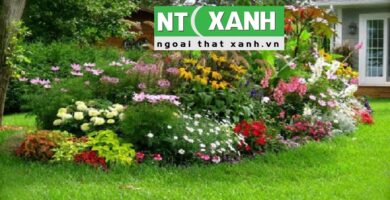 Giới Thiệu Dịch Vụ Trồng Cây Cảnh Tại Bến Lức Long An