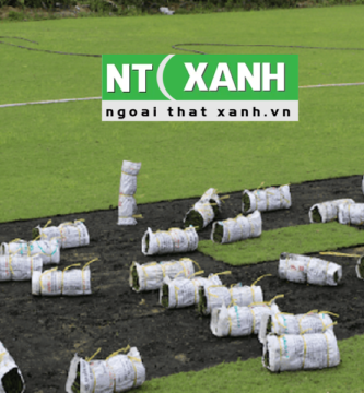 Dịch Vụ Trồng Cỏ Tại Long An