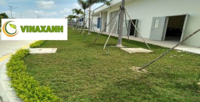 Chăm sóc cây xanh tại quận 3 TP.HCM