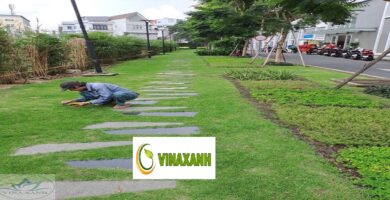 Cung Cấp Cây Xanh Tại Quận 6 TP.HCM