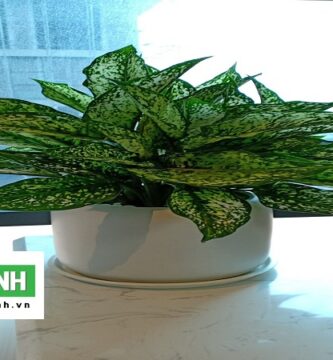 Dịch Vụ Trồng Cây Cảnh Tại Bình Chánh TP.HCM