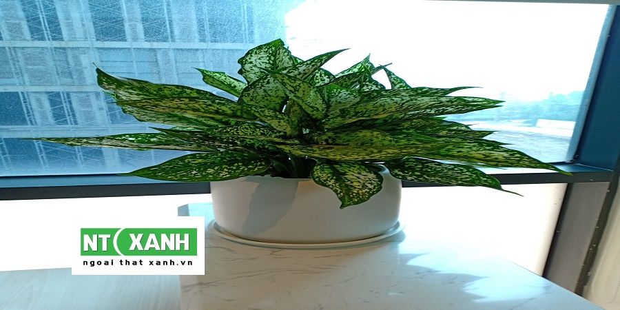 Dịch Vụ Trồng Cây Cảnh Tại Bình Chánh TP.HCM