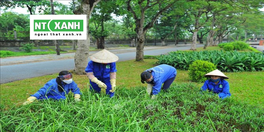 Dịch Vụ Trồng Cây Cảnh Tại Bình Dương