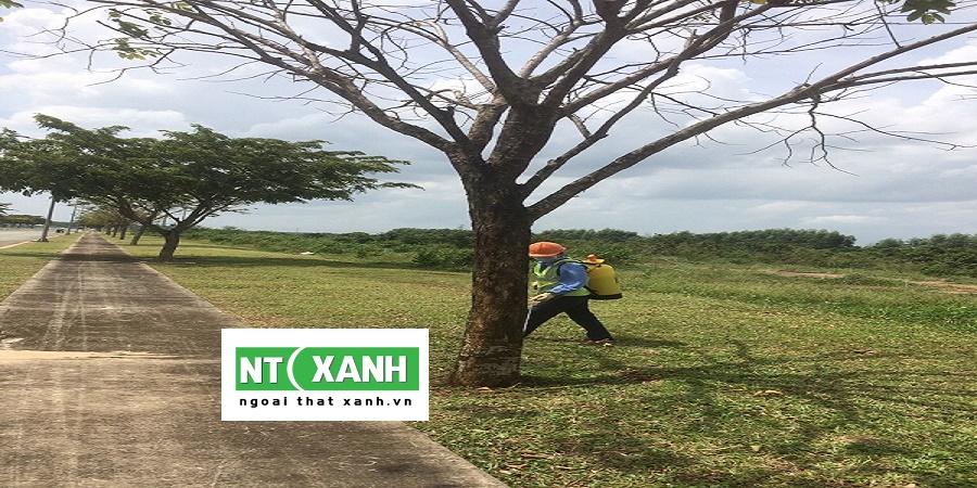 Dịch Vụ Trồng Cây Xanh Tại Đức Hòa Tây Ninh