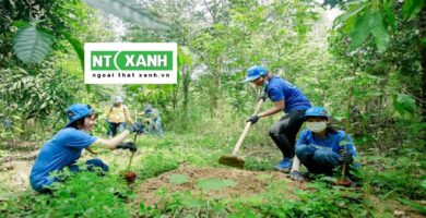 Dịch Vụ Trồng Cây Xanh Tại Long An