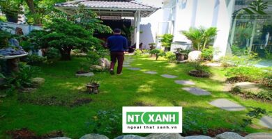 Dịch Vụ Trồng Cỏ Sân Vườn Tại Quận 2 TPHCM