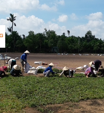 Dịch Vụ Trồng Cỏ Tại KCN Bình Dương