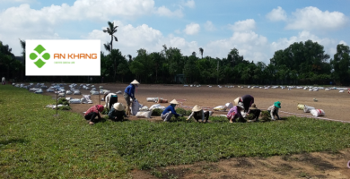 Dịch Vụ Trồng Cỏ Tại KCN Bình Dương