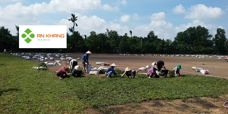 Dịch Vụ Trồng Cỏ Tại KCN Bình Dương