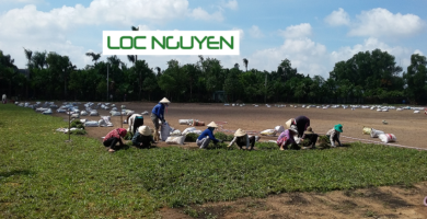Dịch Vụ Trồng Cỏ Tại Long An