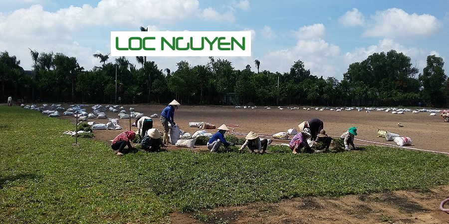 Dịch Vụ Trồng Cỏ Tại Long An