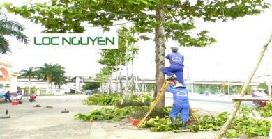 Dịch vụ cắt tỉa cây xanh tại Long An