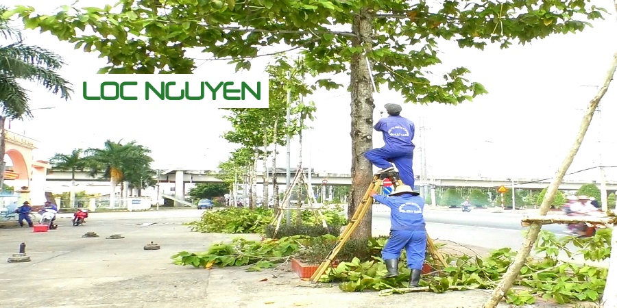 Dịch vụ cắt tỉa cây xanh tại Long An