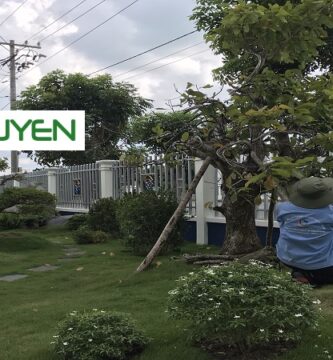 Dịch vụ cây xanh Long An