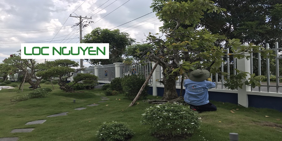 Dịch vụ cây xanh Long An