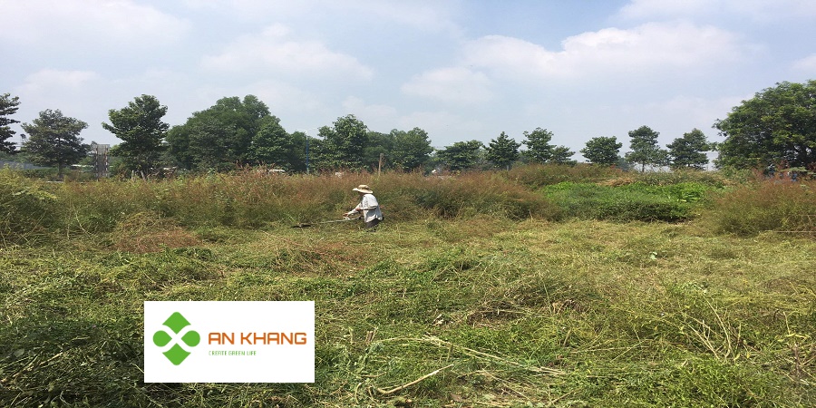 Dịch vụ phát cỏ hoang tại Bình Dương