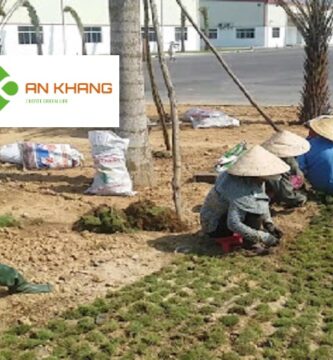 Dịch vụ trồng cỏ Bình Dương