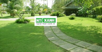 Dịch vụ trồng cỏ sân vườn tại Bình Dương