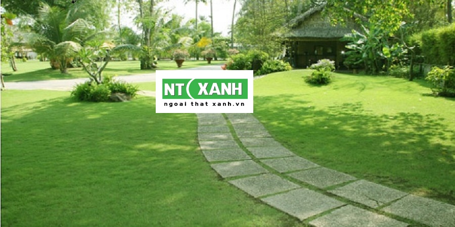 Dịch vụ trồng cỏ sân vườn tại Bình Dương