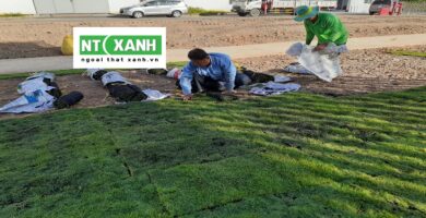 Dịch Vụ Trồng Cây Xanh Tại Long An
