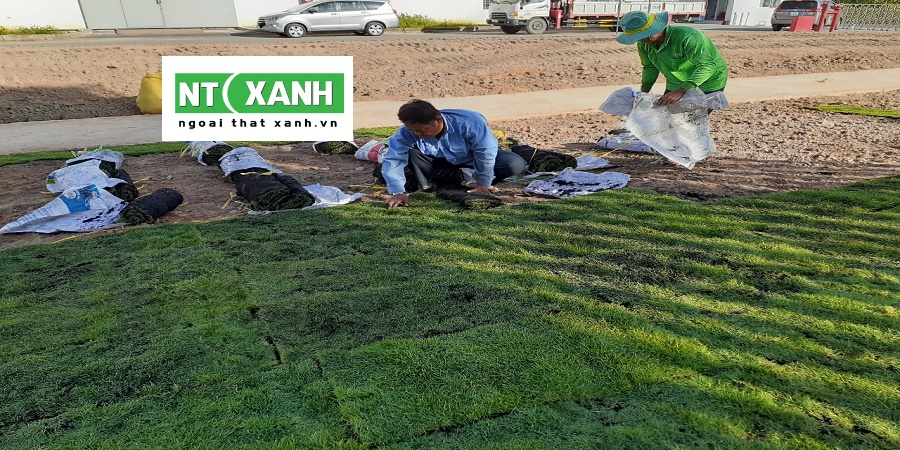 Dịch Vụ Trồng Cây Xanh Tại Long An