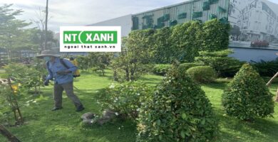 Chăm Sóc Cây Xanh Tại Đơn Dương Lâm Đồng