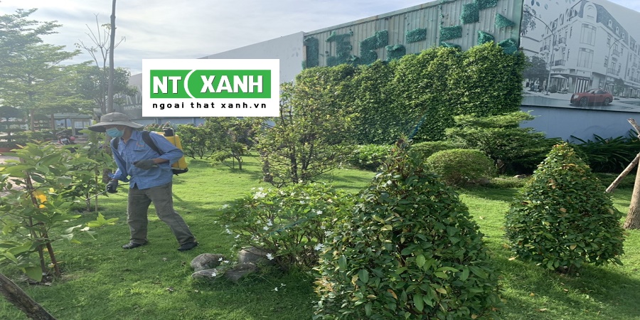 Chăm Sóc Cây Xanh Tại Đơn Dương Lâm Đồng