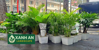 Cho thuê cây cảnh văn phòng Bàu Bàng