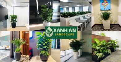 Cho thuê cây xanh nội thất tại Dĩ An