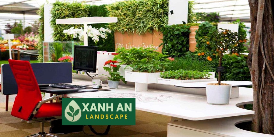 Dịch Vụ Thuê Cây Văn Phòng Bàu Bàng
