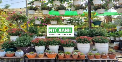 Dịch Vụ Trồng Cây Cảnh Tây Ninh