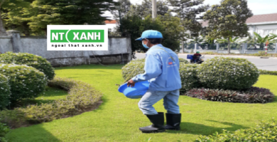 Dịch Vụ Trồng Cây Xanh Tại Bến Lức Long An
