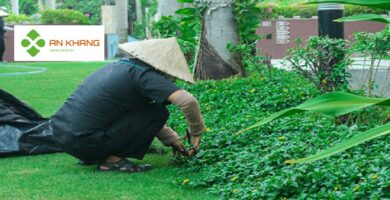 Dịch Vụ Trồng Cỏ Bình Dương