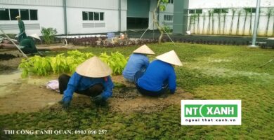 Dịch Vụ Trồng Cỏ Tại Trảng Bàng Tây Ninh