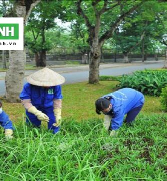 Dịch vụ trồng cây cảnh tại Dĩ An Bình Dương