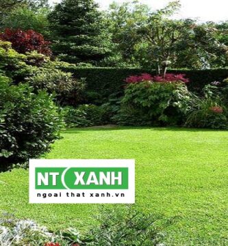 Dịch vụ trồng cỏ sân vườn ở quận 2 Tp.HCM
