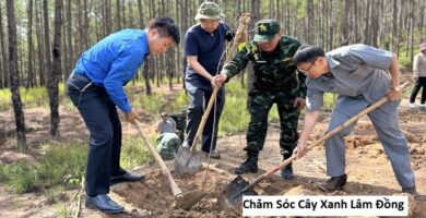 Chăm Sóc Cây Xanh Lâm Đồng