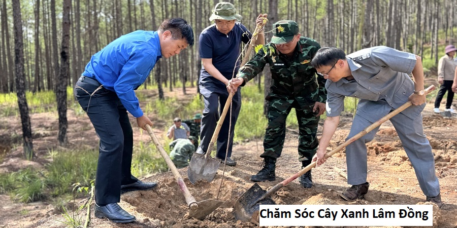 Chăm Sóc Cây Xanh Lâm Đồng