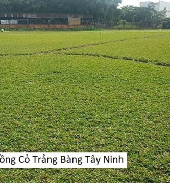 Dịch Vụ Trồng Cỏ Trảng Bàng Tây Ninh